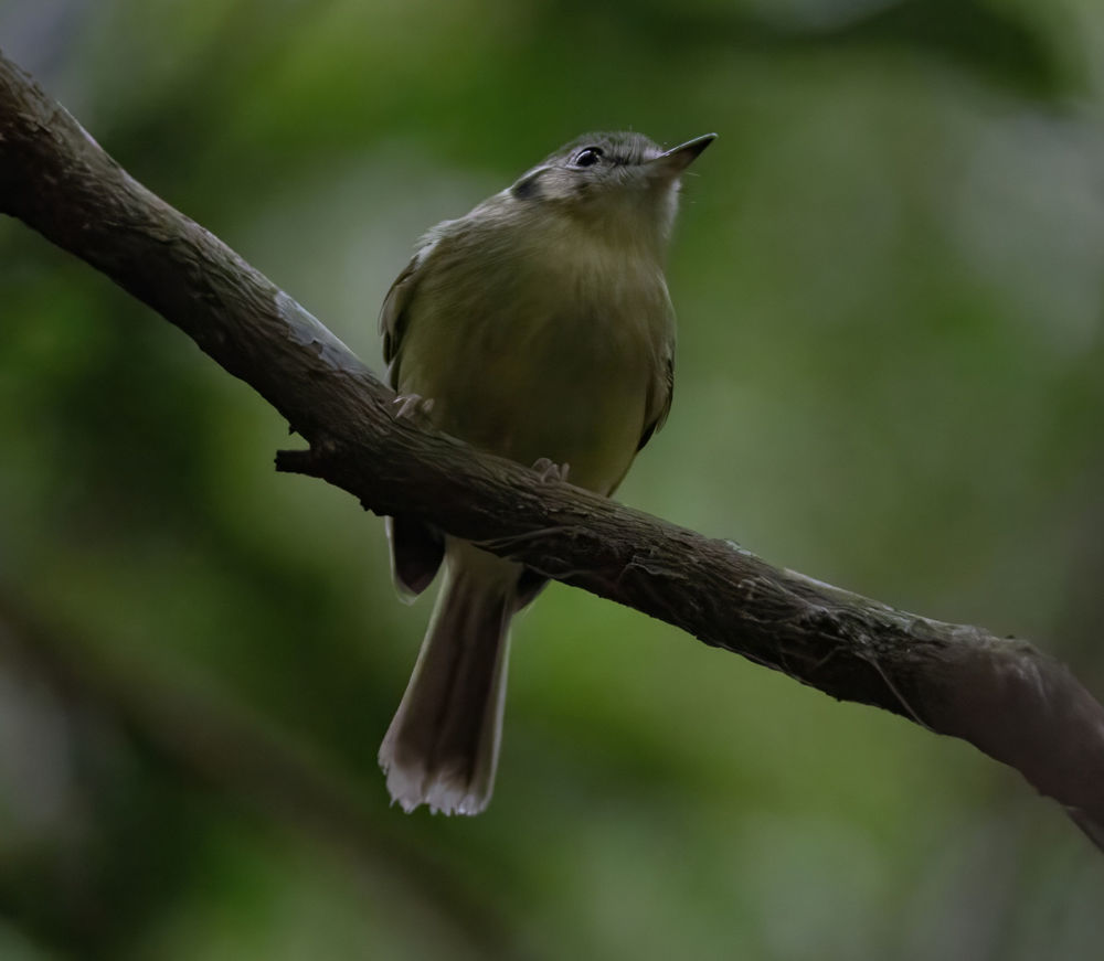Sao Paulo Bristle-Tyrant (Pogonotriccus paulista). Photo: David Ascanio ®.